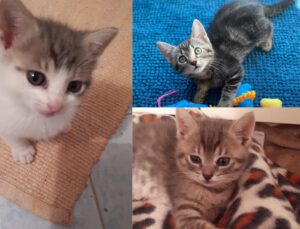 Xena, Piwi e Niwi: 3 adorabili cuccioli cercano una famiglia