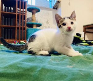 Zen: dolce gattino aspetta la sua occasione per essere adottato
