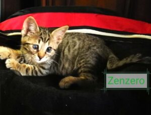 Zenzero: tanta dolcezza in un corpicino così piccolo. Troviamogli una casa