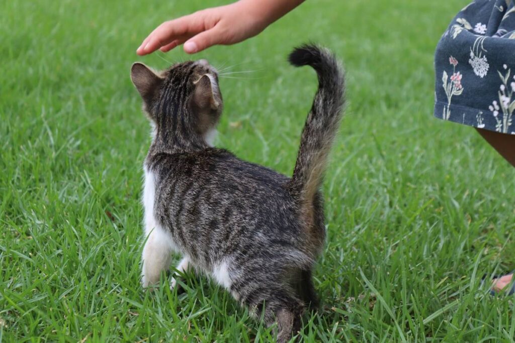 accarezzare un gattino