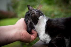 Accarezzare un gatto: tutti i benefici e come farlo davvero bene