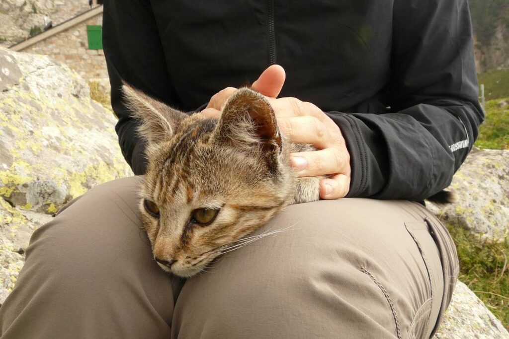 tenere il gatto in braccio