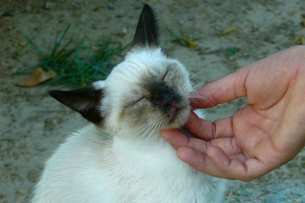 gatto siamese che si lascia coccolare