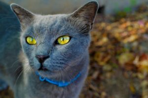 5 accessori che renderanno il tuo gatto ancora più indipendente