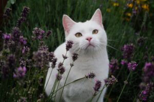 gattino bianco tra i fiori