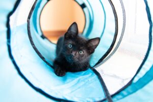 5 accessori che devi acquistare se sei davvero il genitore di un gatto