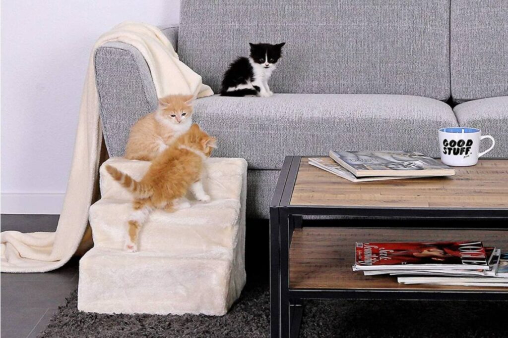 gattini sul divano