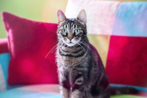 5 accessori che faranno innamorare (di nuovo) di te il tuo gatto anziano