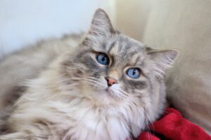 5 accessori che renderanno la toelettatura del tuo gatto un’impresa facile facile