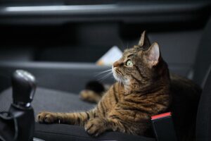 5 accessori per viaggiare in auto con il gatto in tutta tranquillità