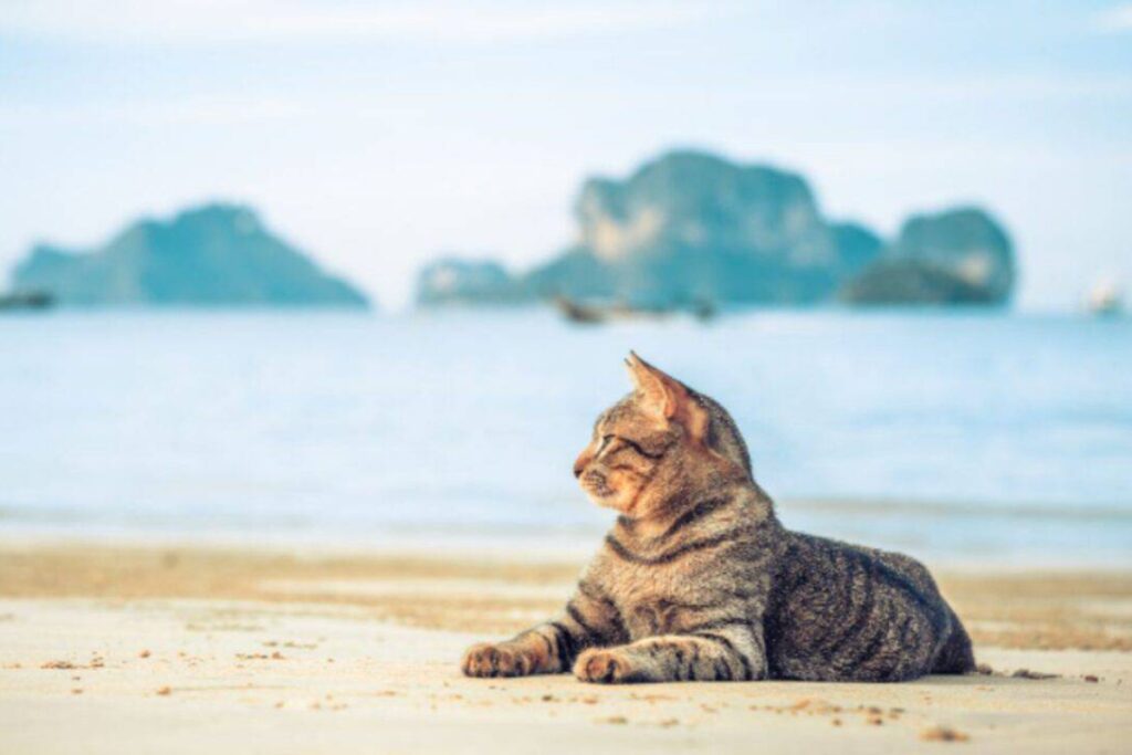 gatto seduto in spiaggia