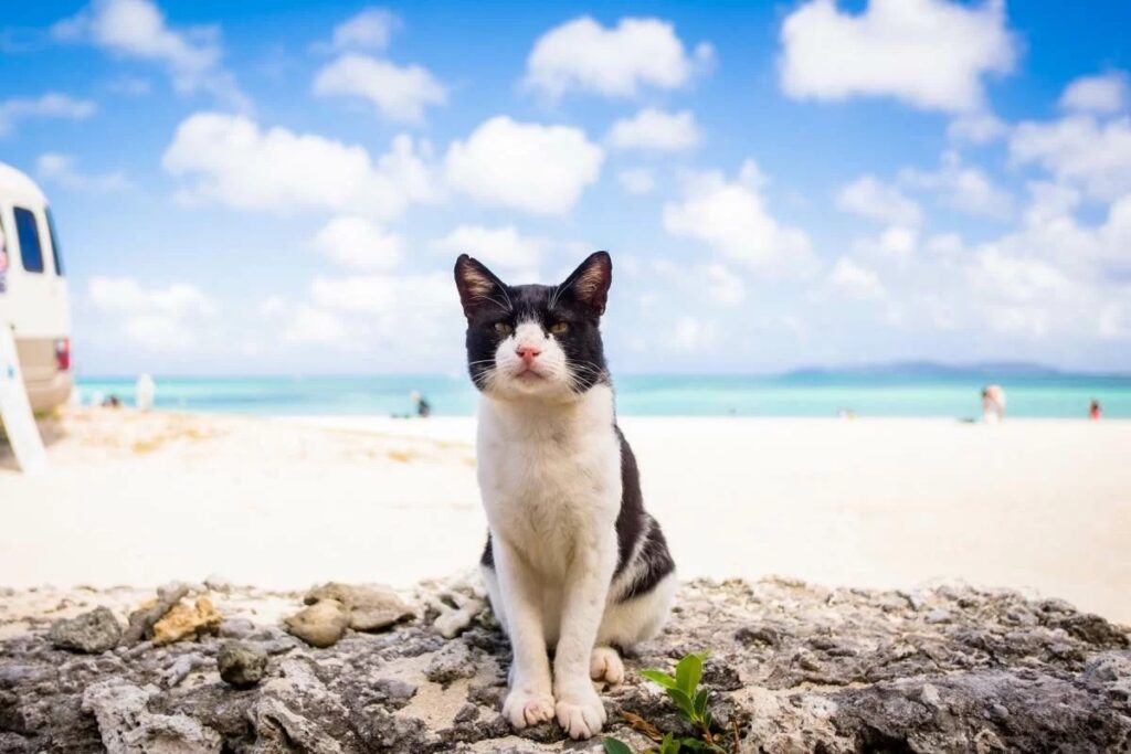 gatto bicolore al mare