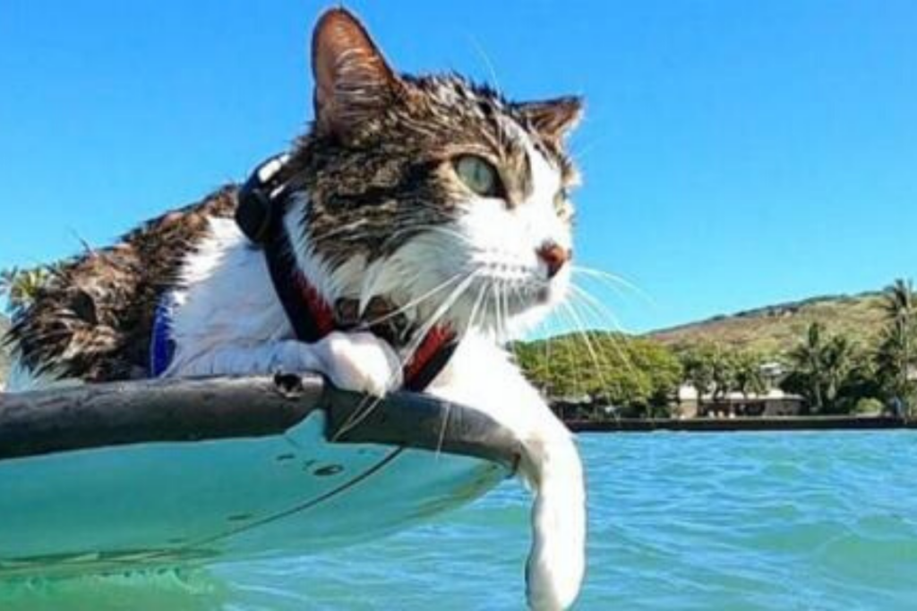 gatto sulla tavola da surf