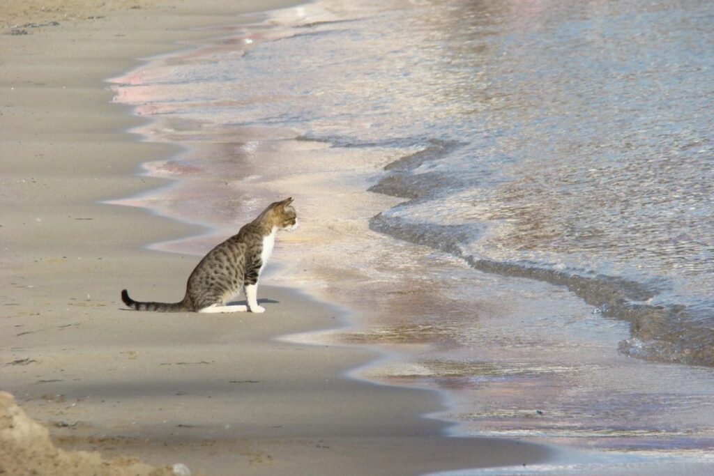 gatto in spiaggia