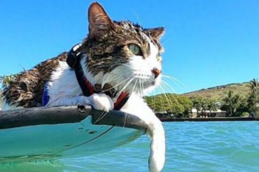 gatto su tavola da surf