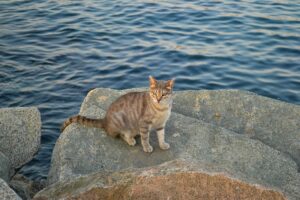 L’acqua di mare fa bene alla pelle dei gatti