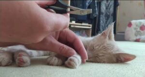 Adorabile gattino taglia le unghie per la prima volta (VIDEO)