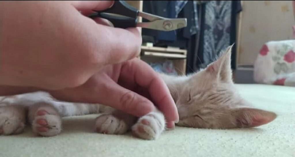 gattino taglia unghie per la prima volta 