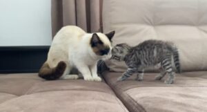 Un adorabile gatto incontra per la prima volta un gattino appena nato (VIDEO)