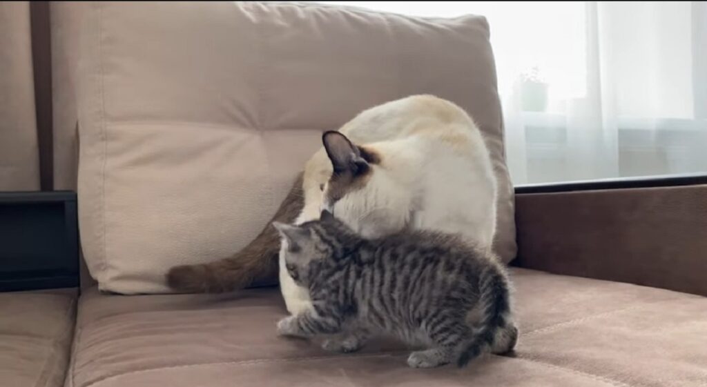 gatto incontra un gattino appena nato