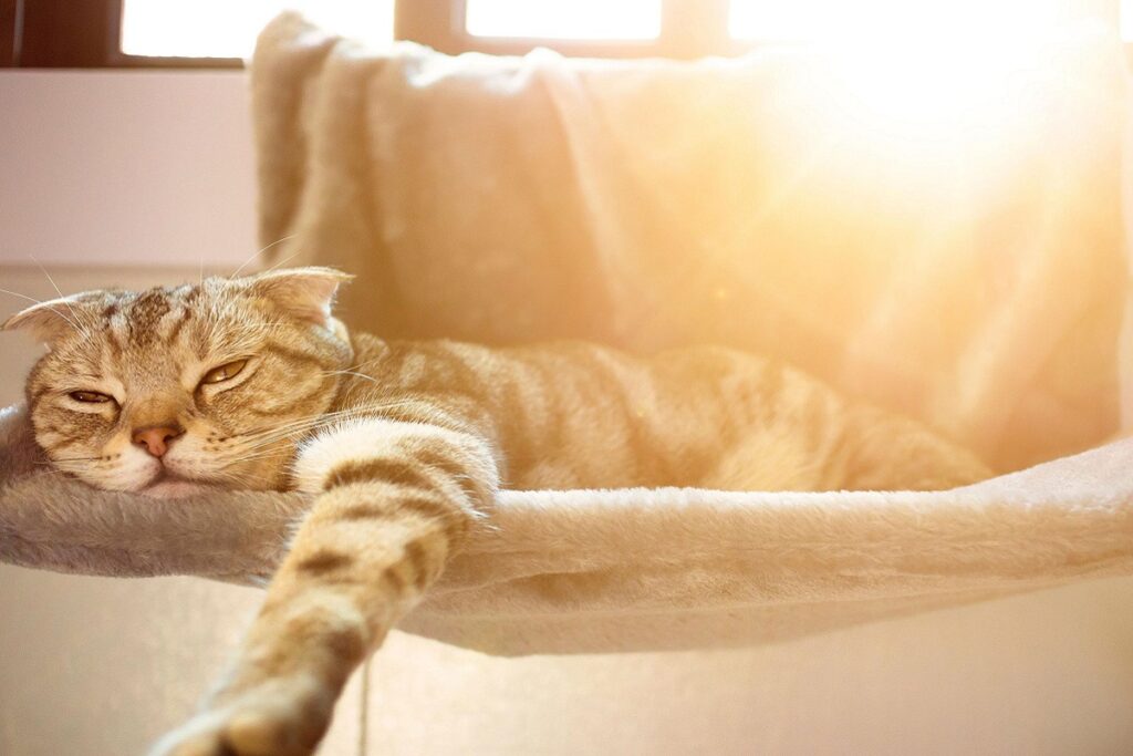 gatto soffre il caldo