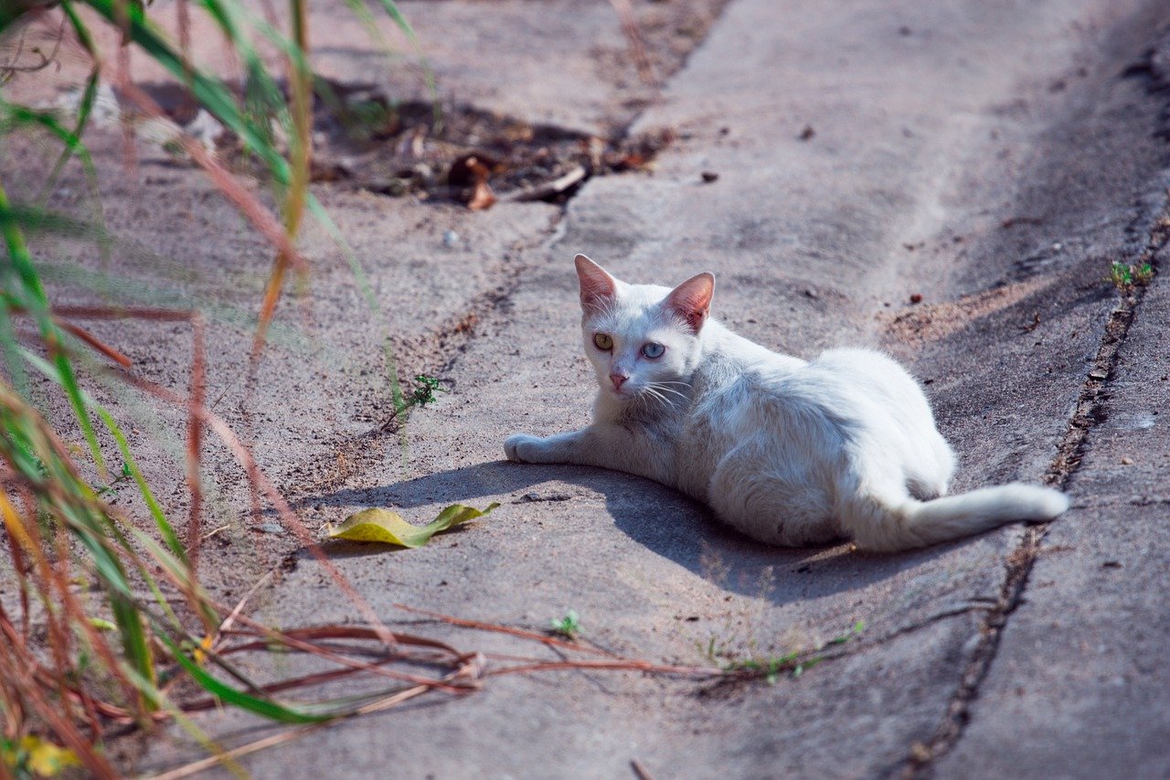 gattino sdraiato al sole