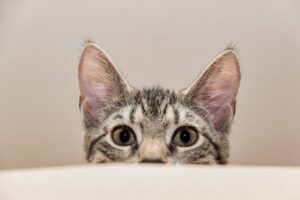 Allontanare il gatto dalla carta igienica: come tenerlo lontano?
