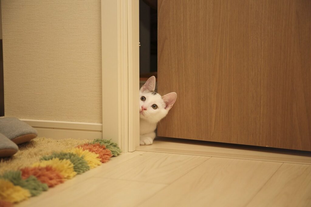 gatto che apre la porta