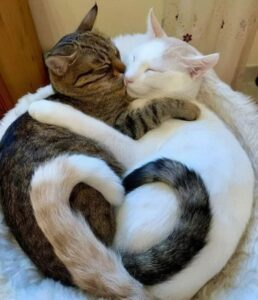Amore felino: 10 foto di gatti che sfoggiano tutto l’amore che possiedono