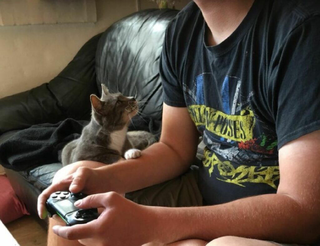 gatto papà gioca videogiochi