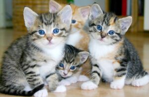 Aversa, 5 gattini sono in cerca d’adozione, non vedono l’ora di trovare casa