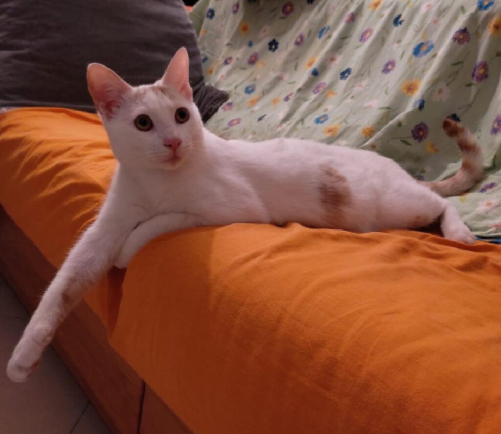 gatto kant prevalentemente bianco