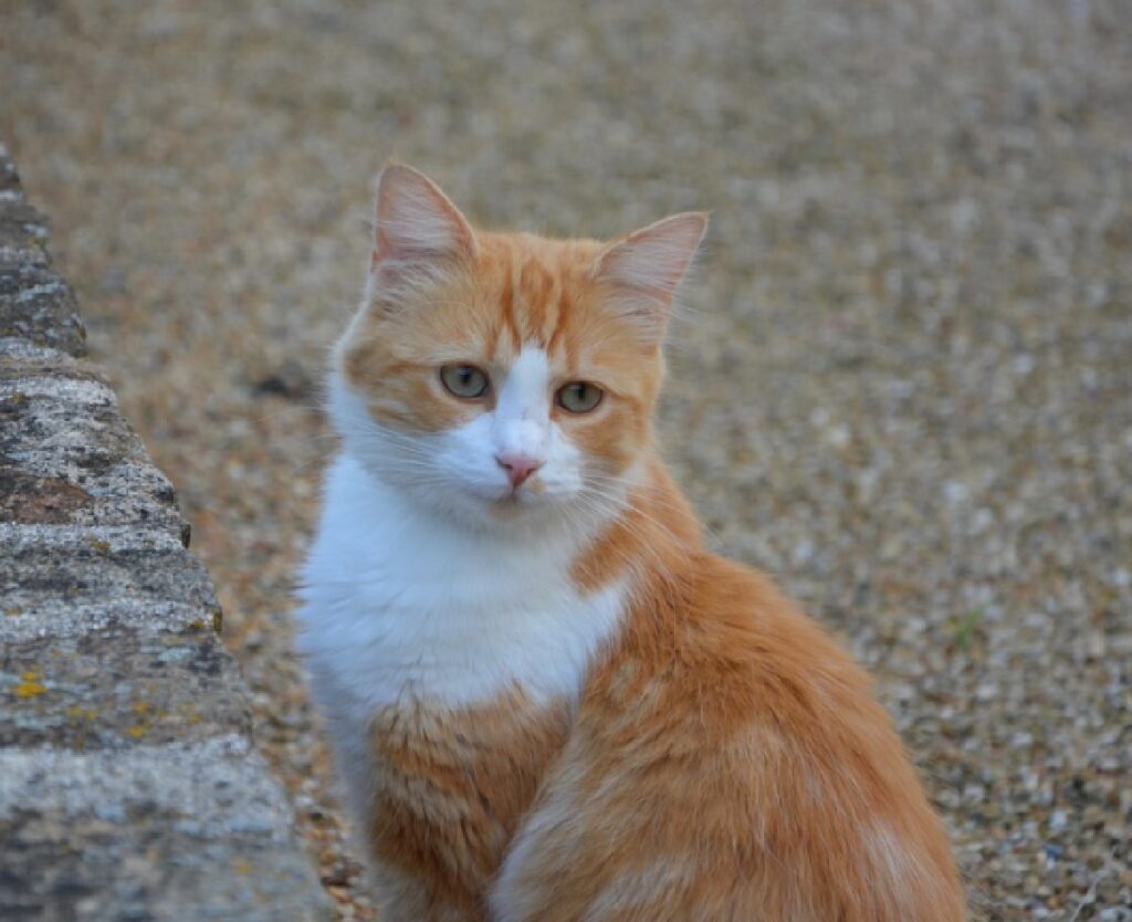 gatto rosso bianco perso 