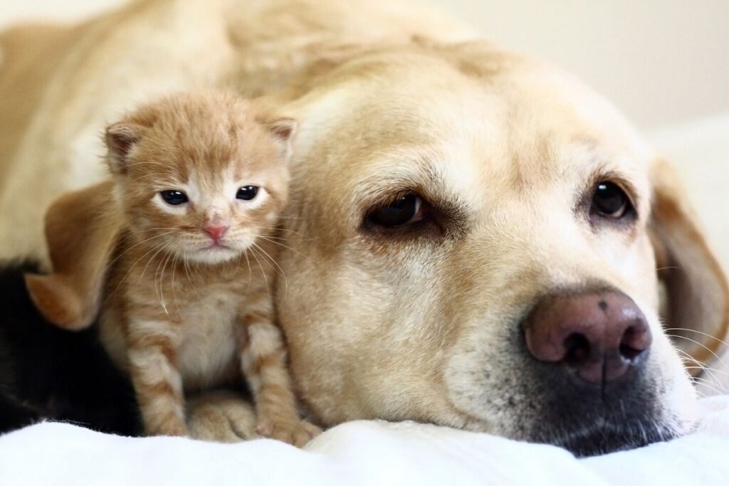 gattino tigrato con golden retriever