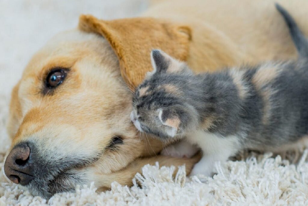 gattino annusa un cane