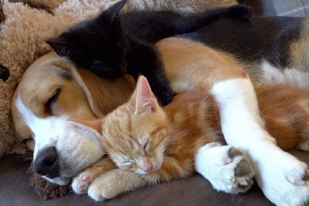 cane dorme abbracciato a gattino