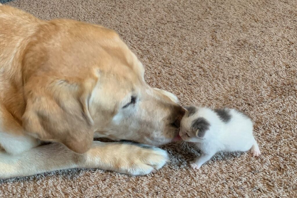 cane lecca muso del gattino
