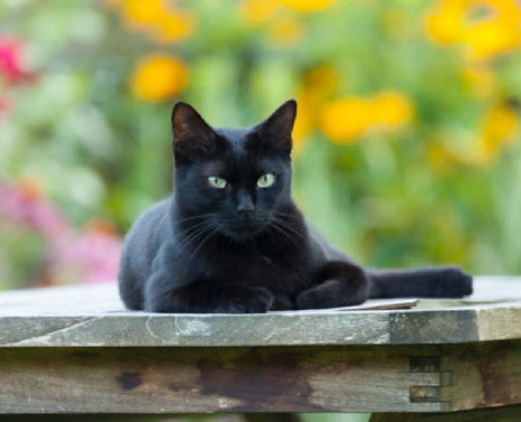 gatto nero seduto giardino