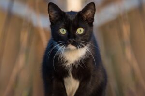 Cerveteri, la gattina di nome Morgana fa perdere le sue tracce, scattano le ricerche