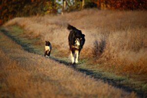 Chi è più veloce tra gatto e cane?