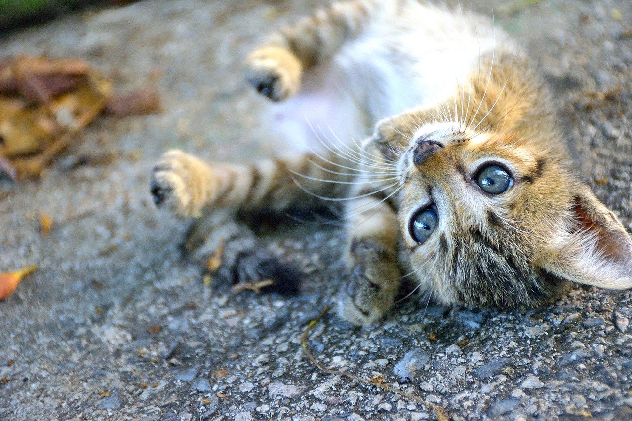 gatto per strada 