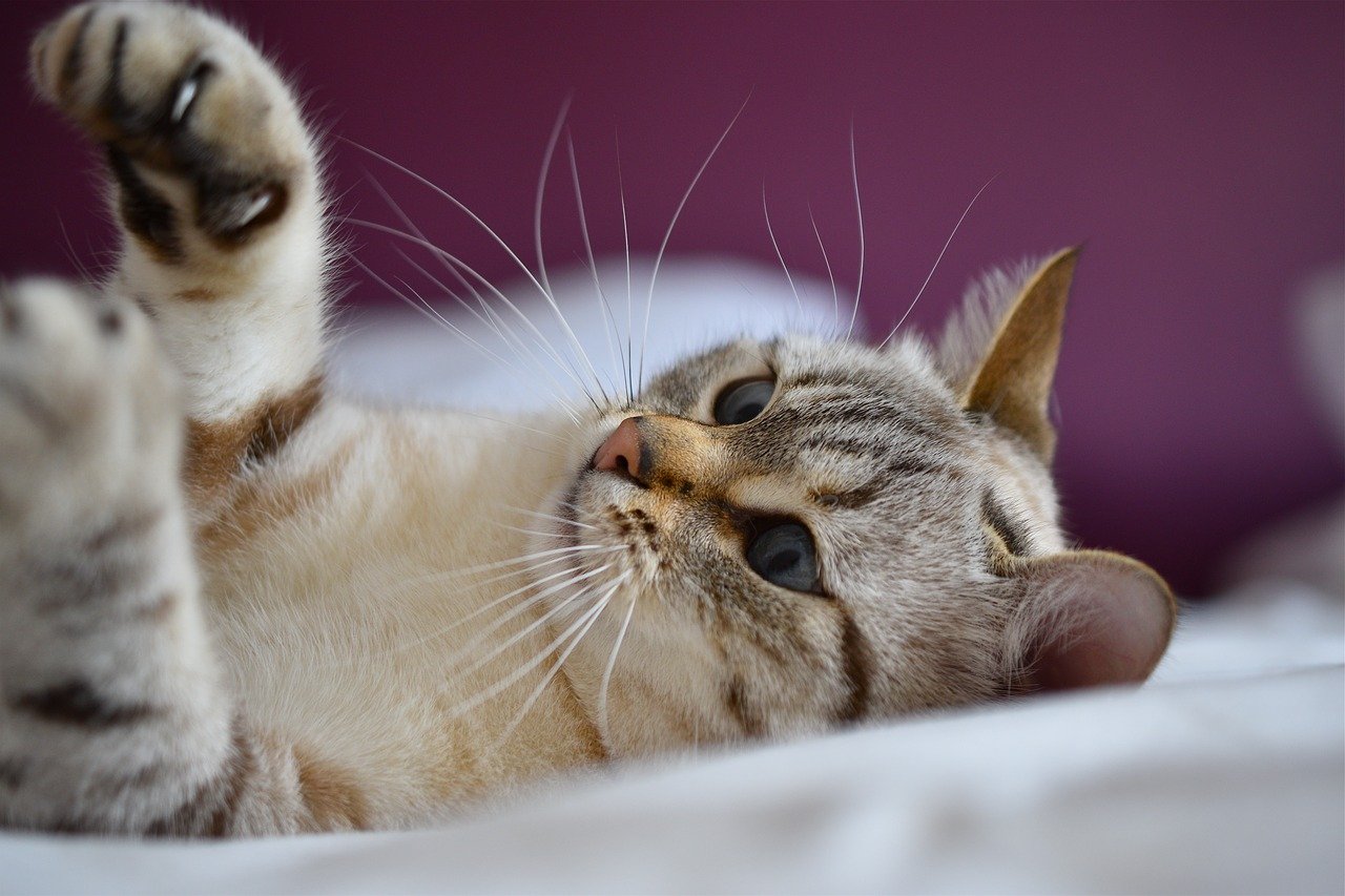 gatto sul letto