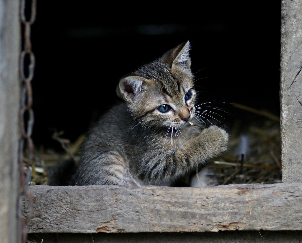 gatto curioso