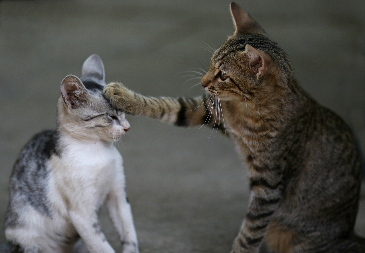 gatti insieme si divertono