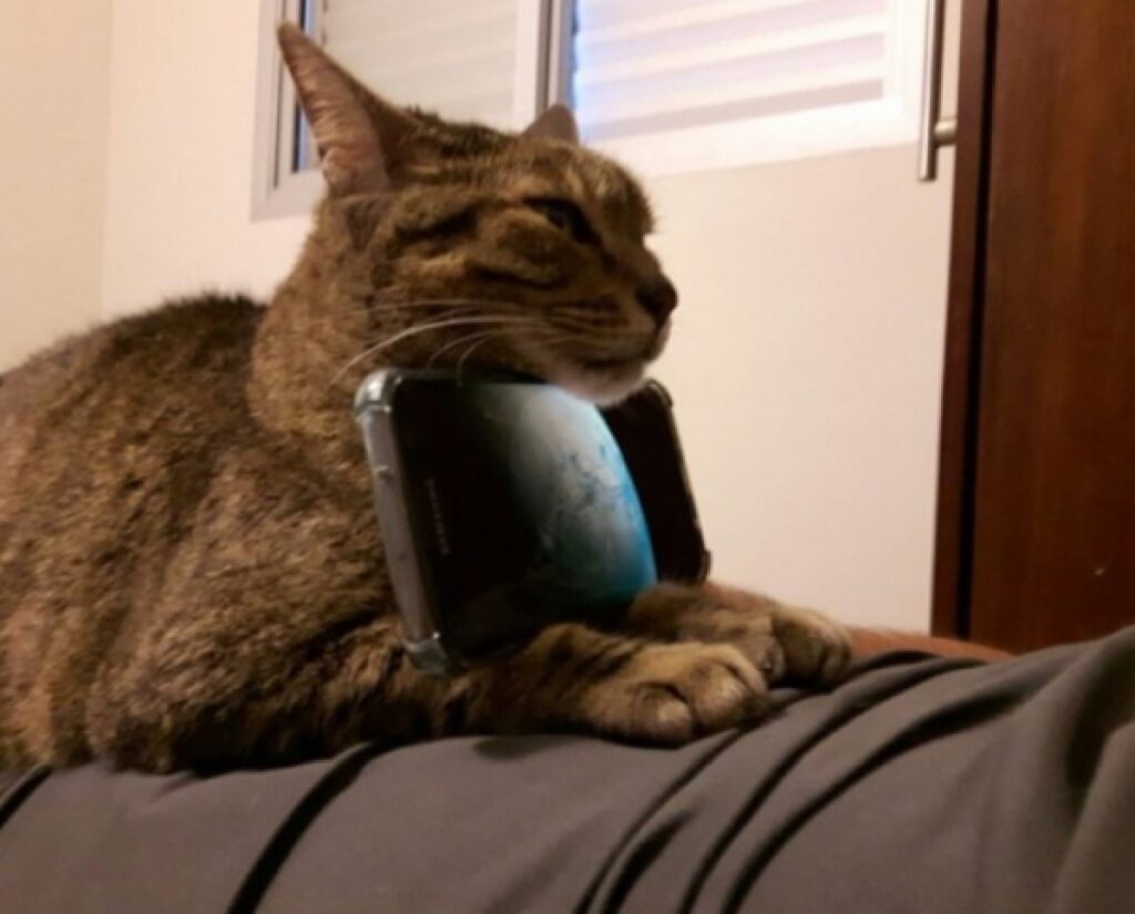 gatto telefono regge bene