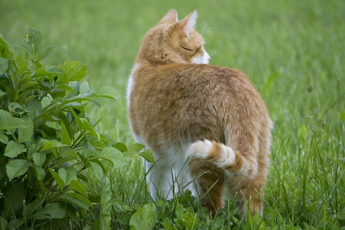 gatto in giardino