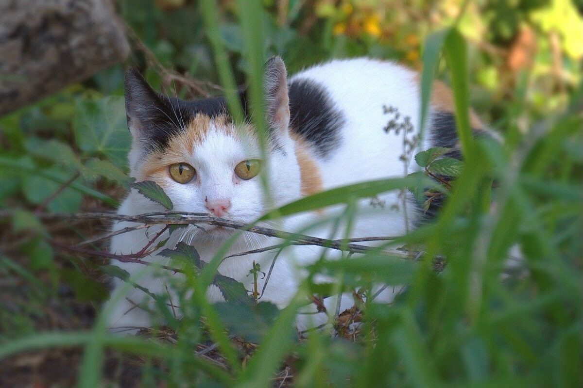 gatto in giardino