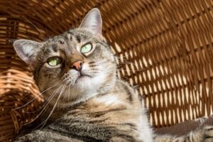 5 cose che ti servono per il gatto in vacanza, senza cui non potrai vivere