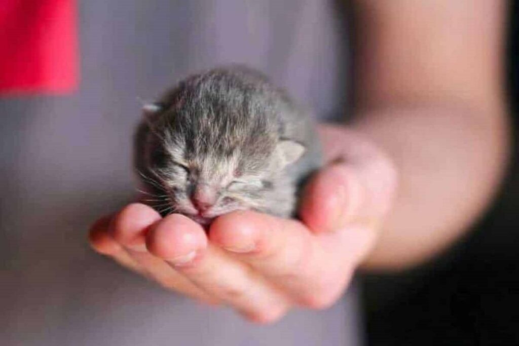 cucciolo di gatto grigio