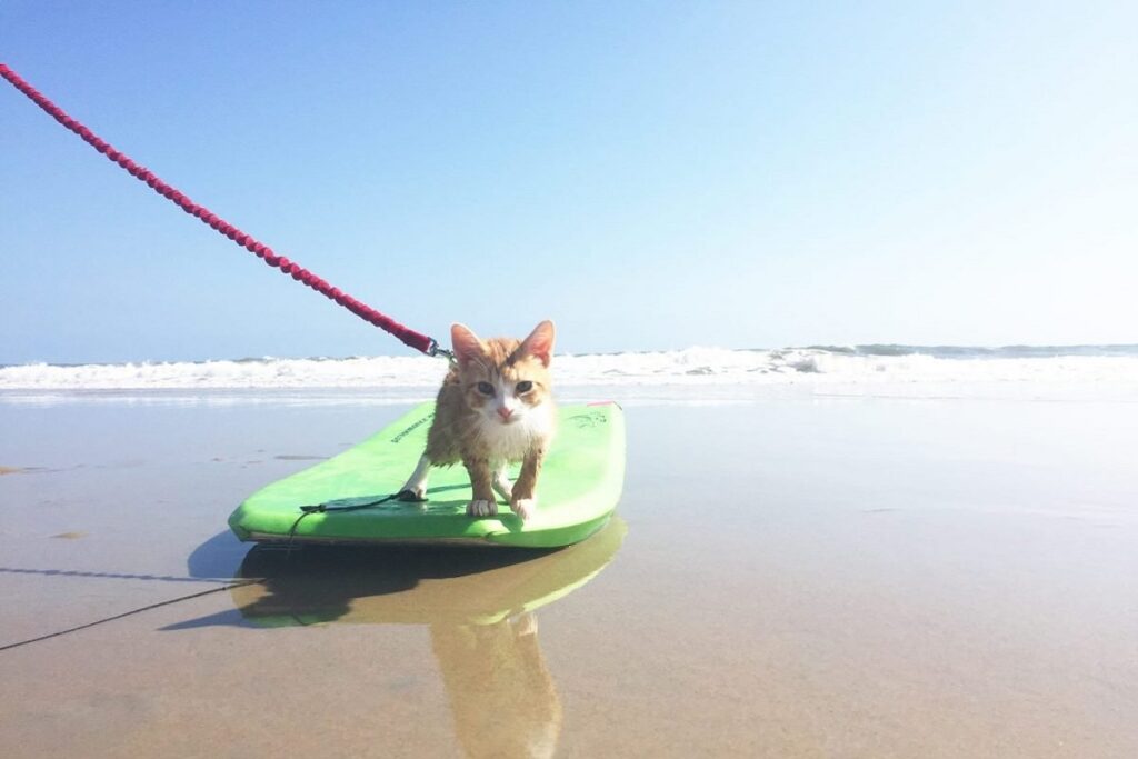 gattino gioca in spiaggia